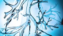 Glass lungs &           bronchial pathways