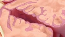 Brain illustrations